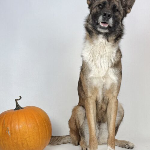 Astrid, an adoptable Belgian Shepherd / Malinois, German Shepherd Dog in Dillon, MT, 59725 | Photo Image 4