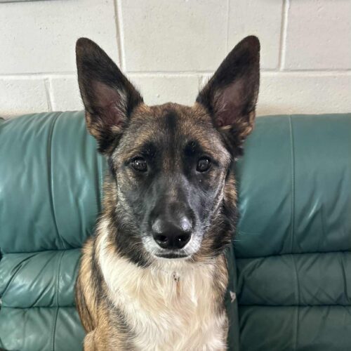 Astrid, an adoptable Belgian Shepherd / Malinois, German Shepherd Dog in Dillon, MT, 59725 | Photo Image 5