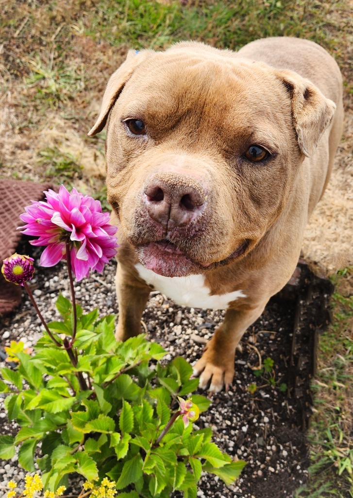 Jelly Roll, an adoptable Pit Bull Terrier in Gold Beach, OR, 97444 | Photo Image 1