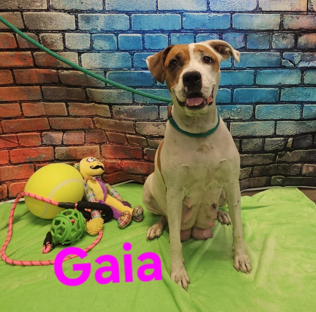 Gaia