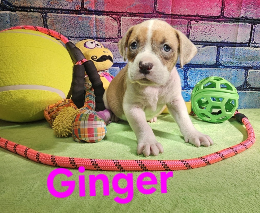 Ginger