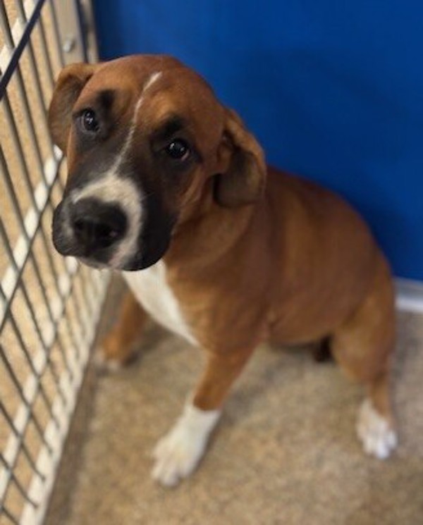 Adopt Betty