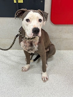 Shilah, an adoptable Pit Bull Terrier, Mixed Breed in Honolulu, HI, 96826 | Photo Image 1