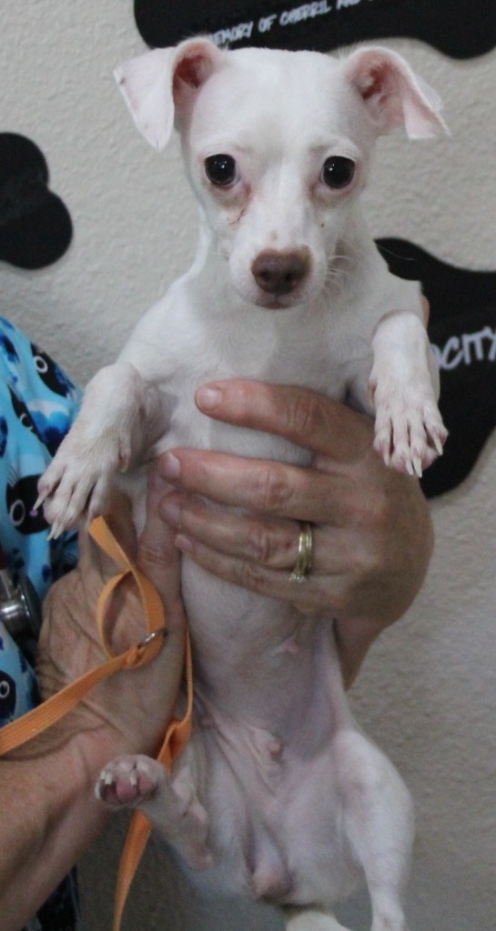 Adopt Agnes