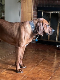 Bo: "My Home to Yours," not at the shelter