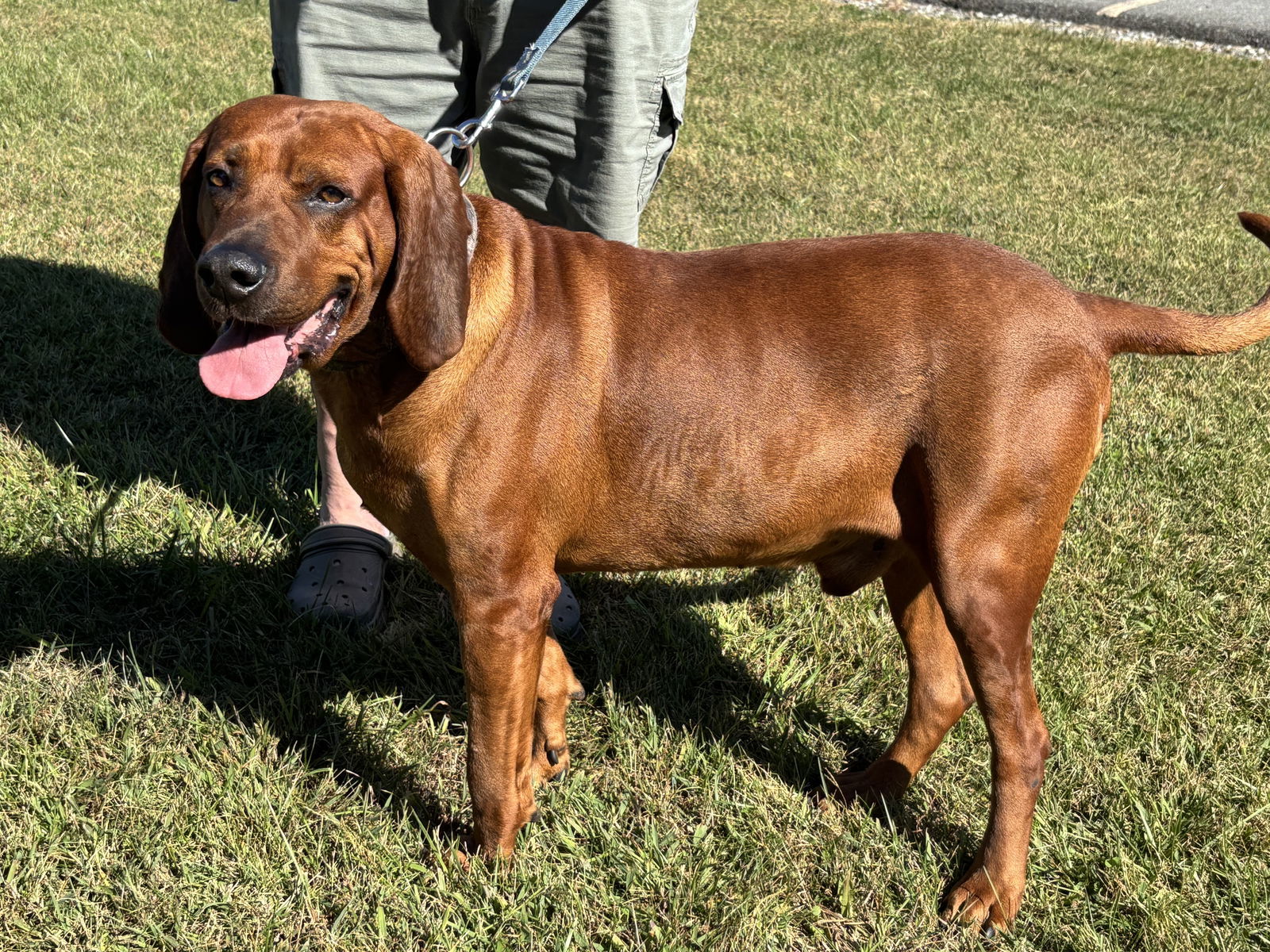Bo: "My Home to Yours," not at the shelter, an adoptable Bloodhound in Rustburg, VA, 24588 | Photo Image 1