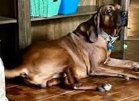 Bo: "My Home to Yours," not at the shelter
