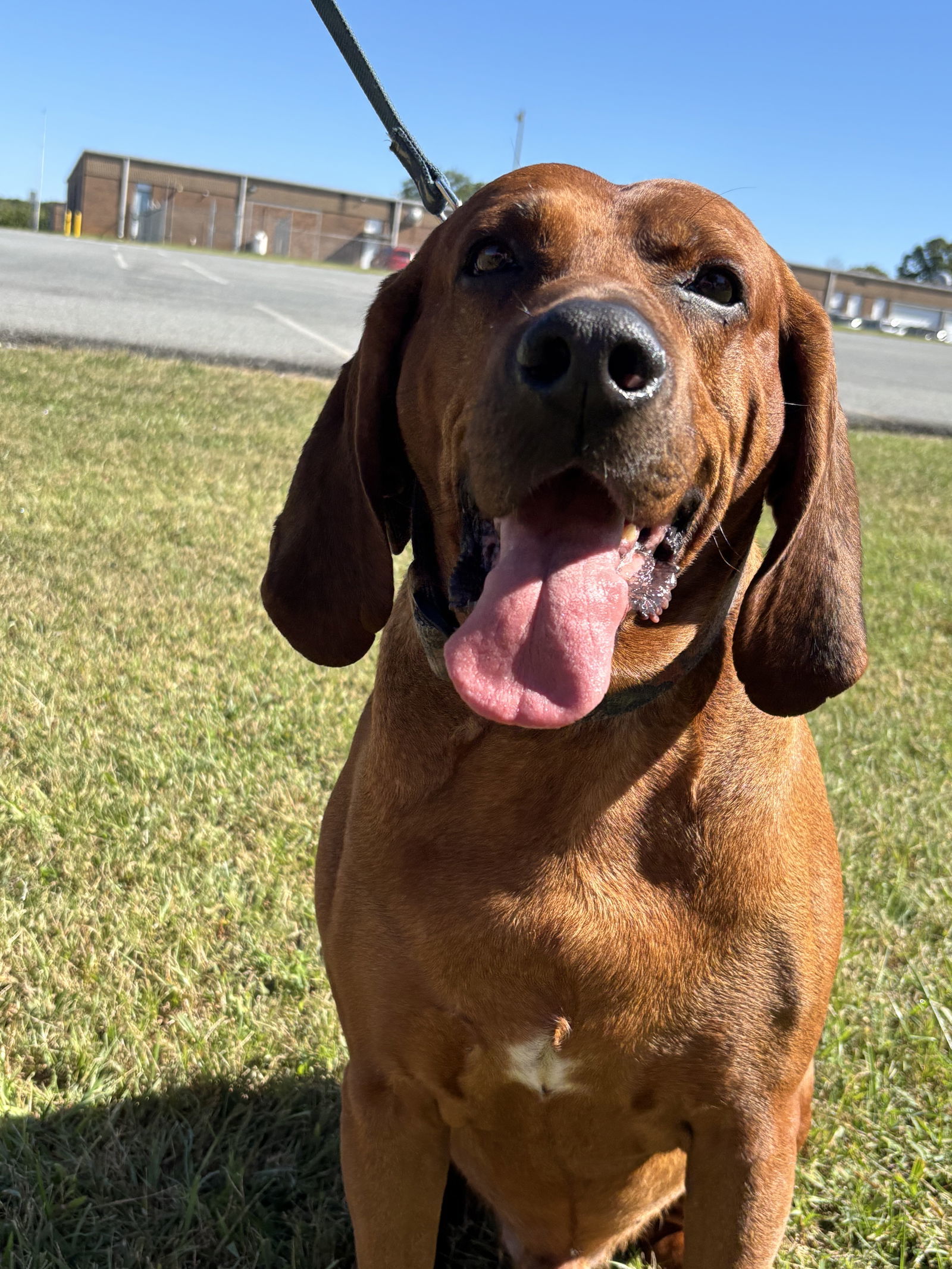 Bo: "My Home to Yours," not at the shelter, an adoptable Bloodhound in Rustburg, VA, 24588 | Photo Image 2