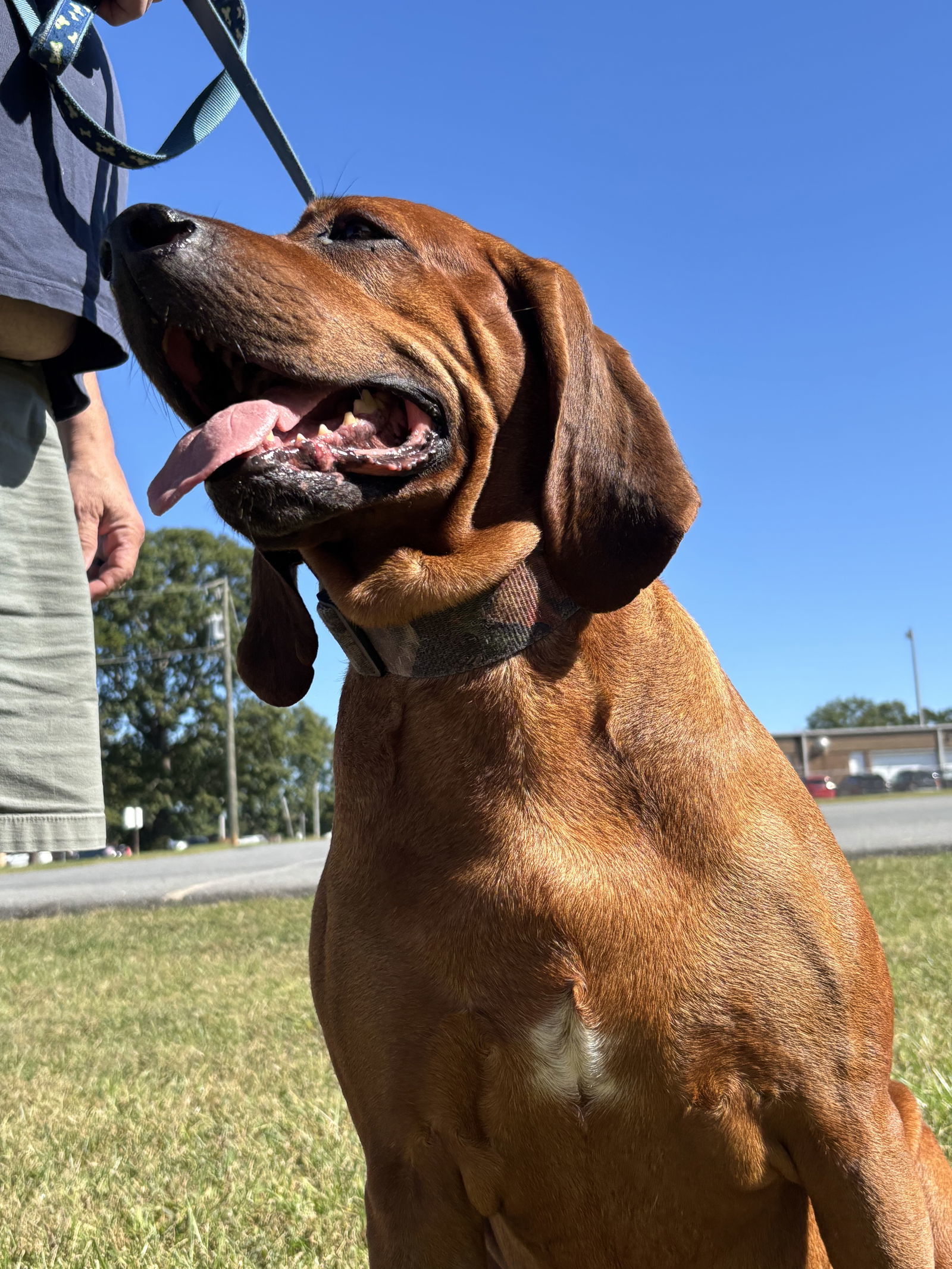 Bo: "My Home to Yours," not at the shelter, an adoptable Bloodhound in Rustburg, VA, 24588 | Photo Image 3