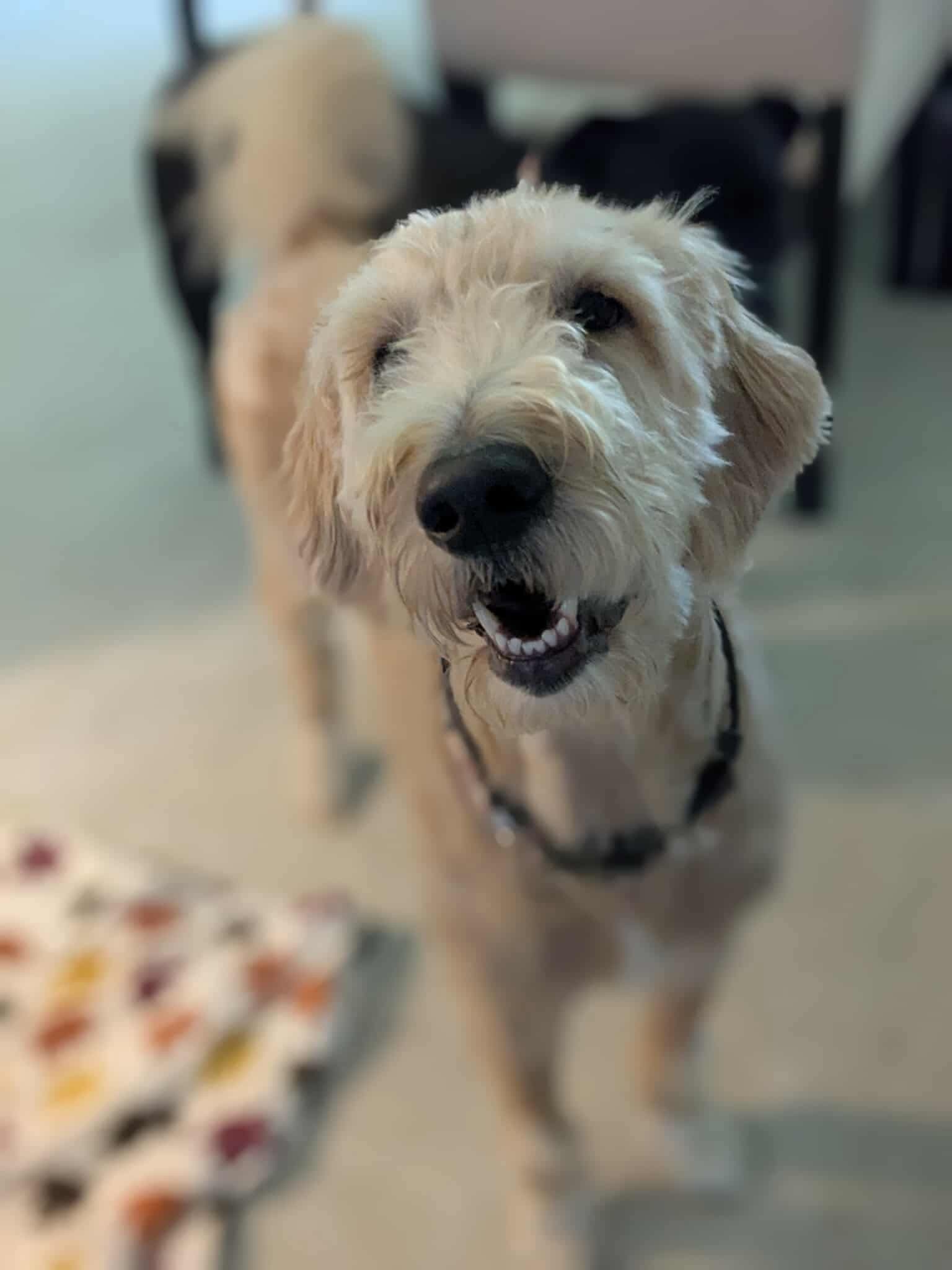 Chip Magoo