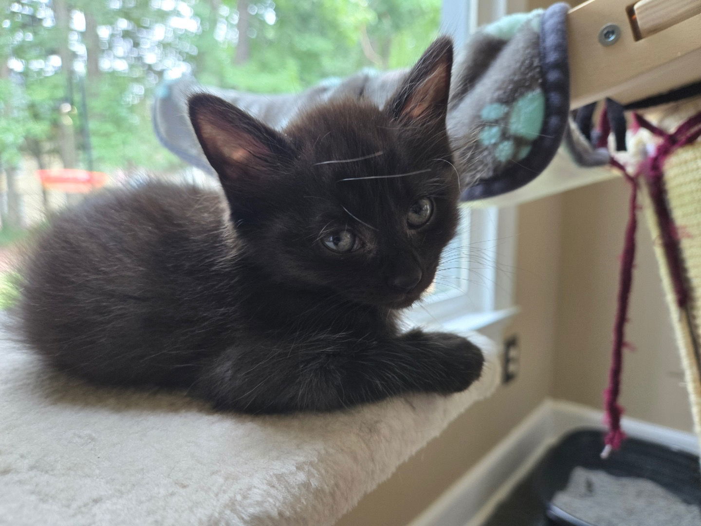 Onyx