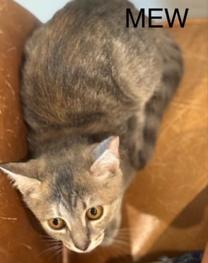 Mew