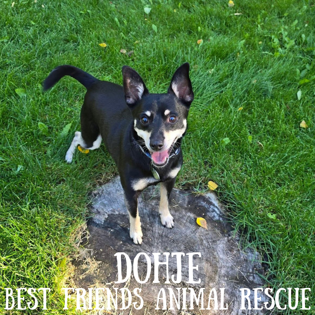 Dohje, an adoptable Miniature Pinscher in Wasilla, AK, 99654 | Photo Image 1