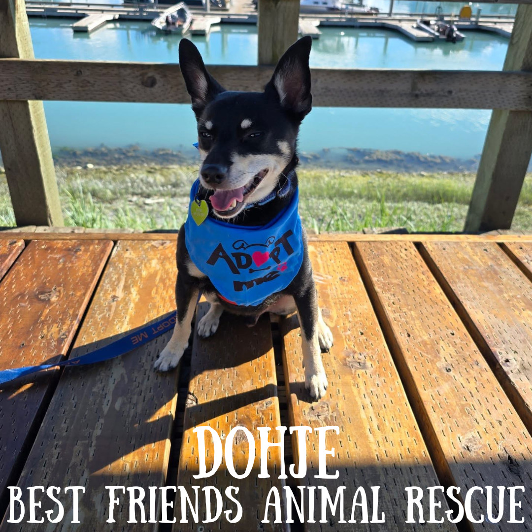 Dohje, an adoptable Miniature Pinscher in Wasilla, AK, 99654 | Photo Image 2