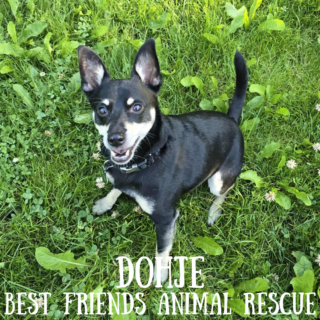Dohje, an adoptable Miniature Pinscher in Wasilla, AK, 99654 | Photo Image 3