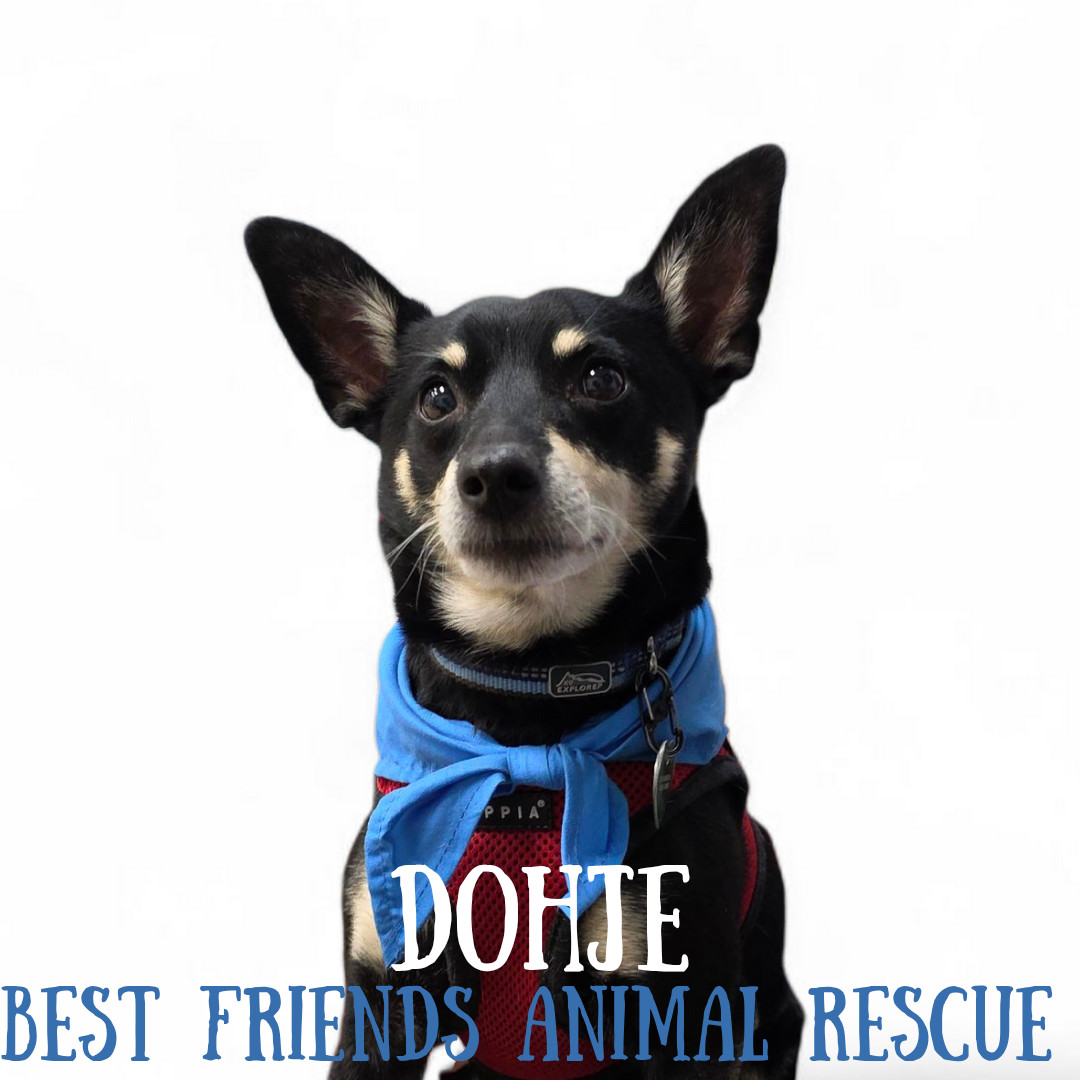 Dohje