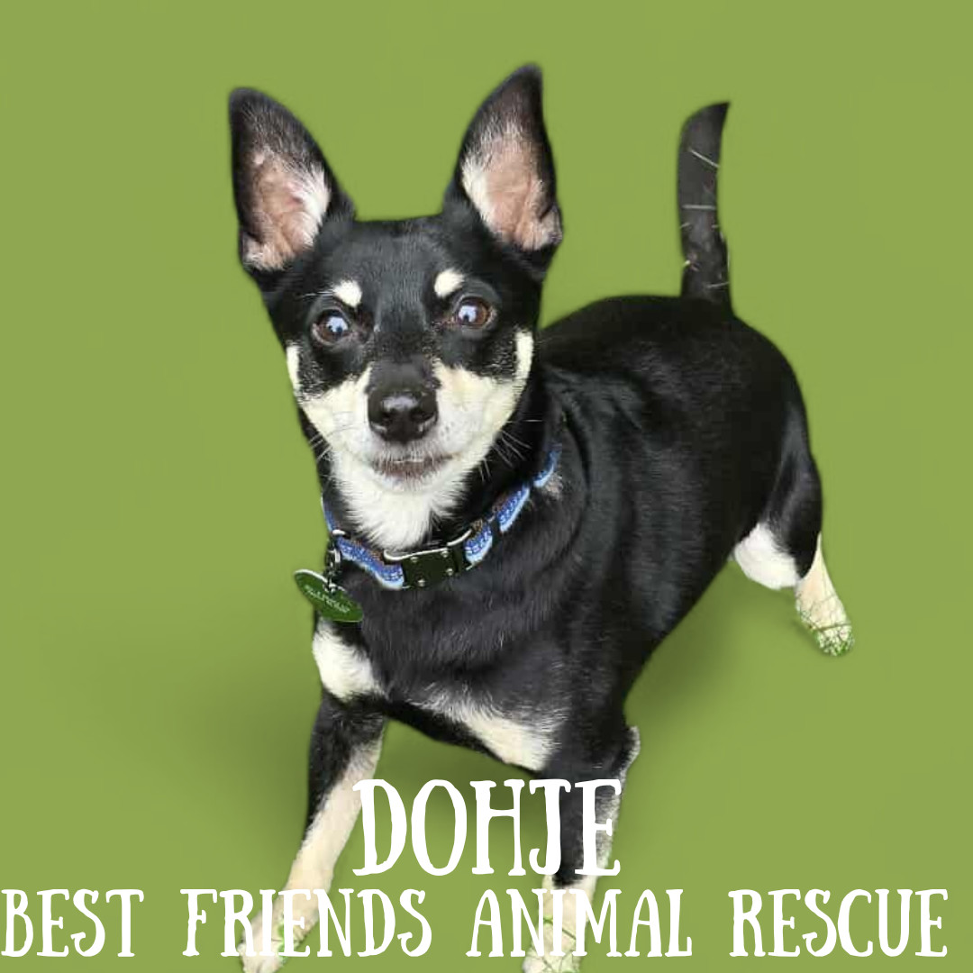 Dohje, an adoptable Miniature Pinscher in Wasilla, AK, 99654 | Photo Image 5