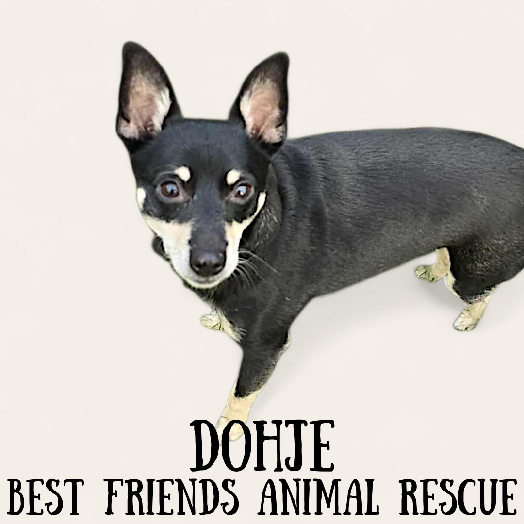 Dohje, an adoptable Miniature Pinscher in Wasilla, AK, 99654 | Photo Image 6
