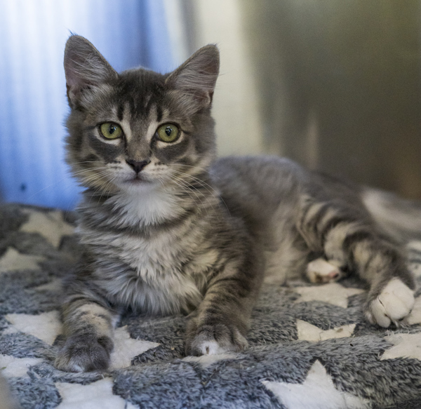 Amelia, an adoptable Domestic Short Hair in Kennewick, WA, 99336 | Photo Image 1