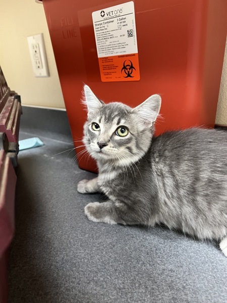 Amelia, an adoptable Domestic Short Hair in Kennewick, WA, 99336 | Photo Image 3