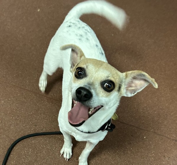 Adopt Aria