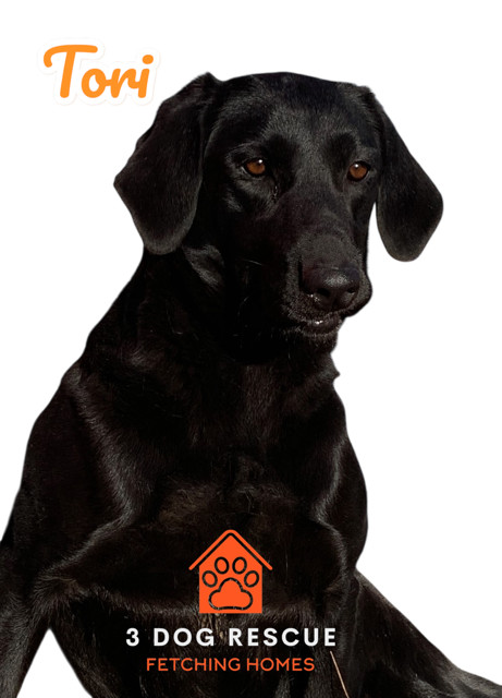 Tori, an adoptable Black Labrador Retriever in Cody, WY, 82414 | Photo Image 1