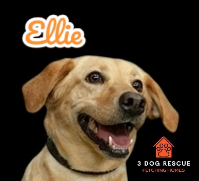 Ellie, an adoptable Yellow Labrador Retriever in Cody, WY, 82414 | Photo Image 1