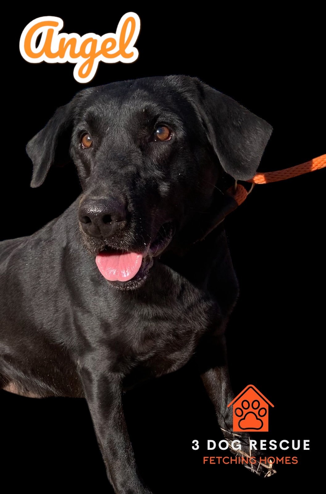 Angel, an adoptable Black Labrador Retriever in Cody, WY, 82414 | Photo Image 1