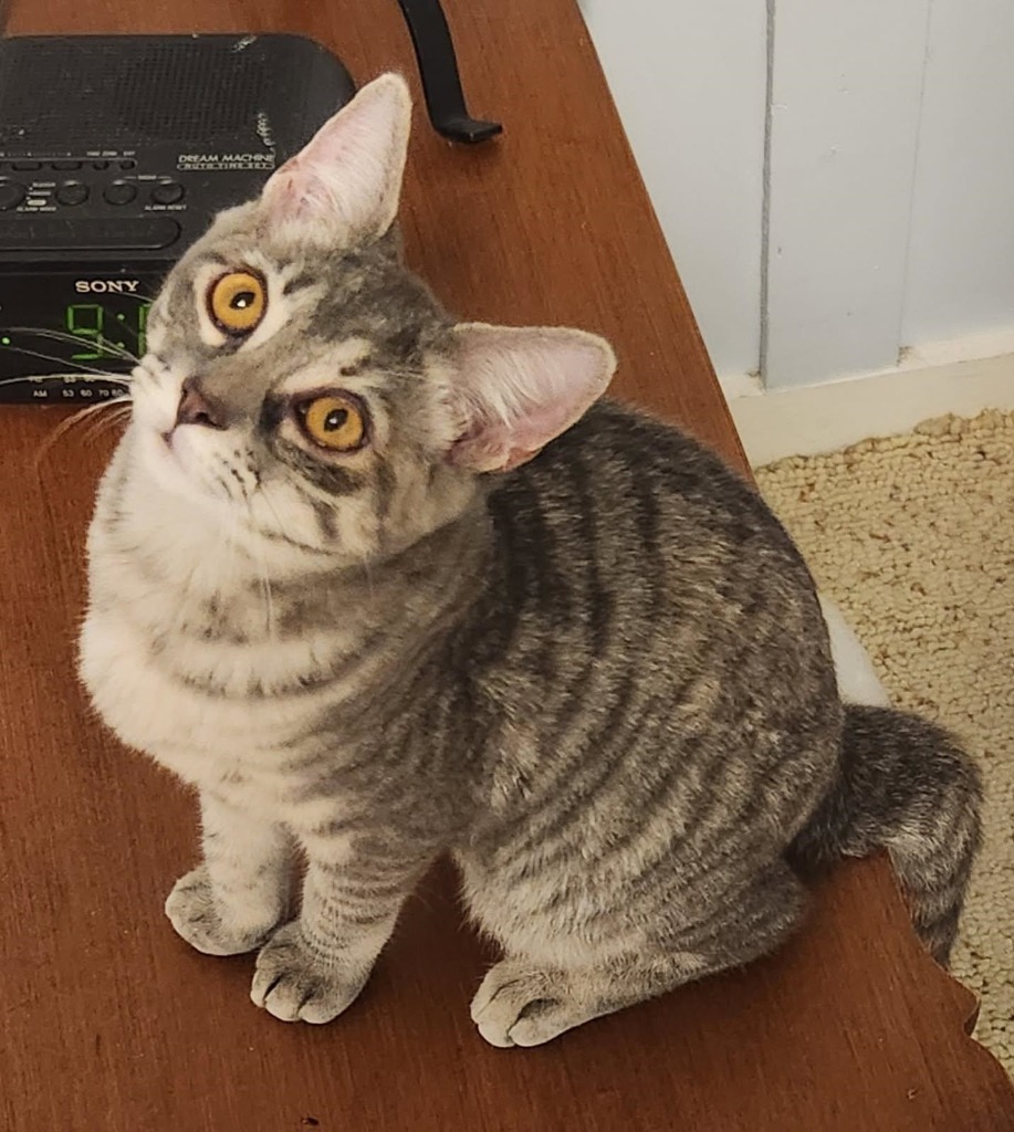 Phoebe