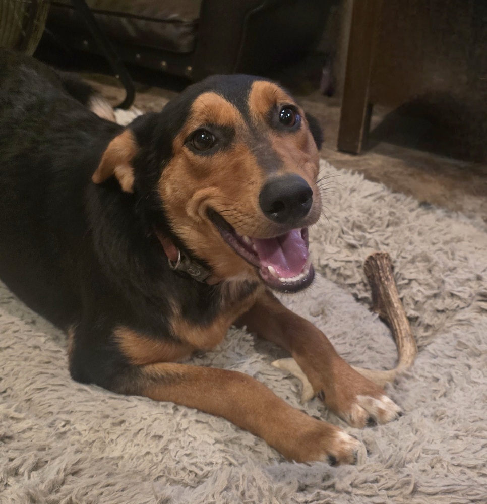 Gia, an adoptable Shepherd, Golden Retriever in Halifax, NS, B3J 3A5 | Photo Image 2