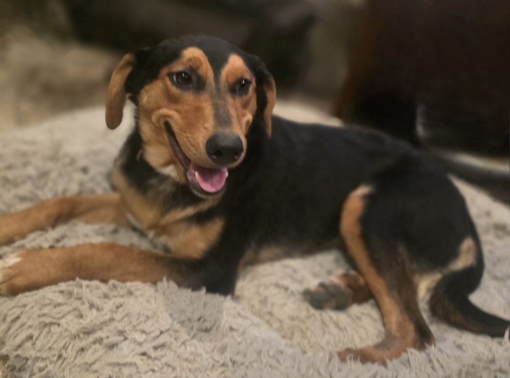 Gia, an adoptable Shepherd, Golden Retriever in Halifax, NS, B3J 3A5 | Photo Image 3