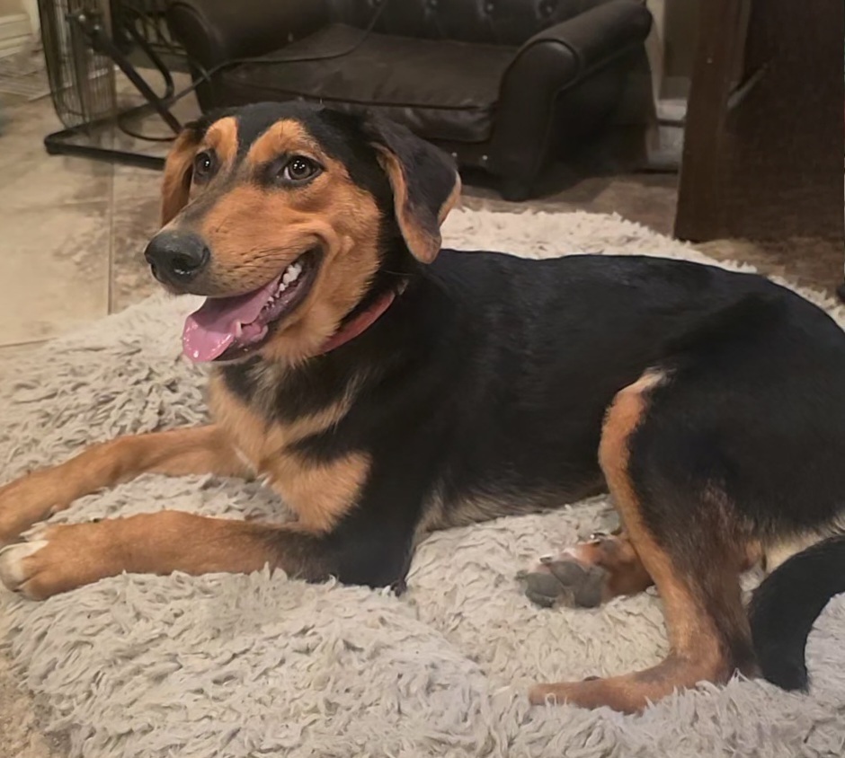 Gia, an adoptable Shepherd, Golden Retriever in Halifax, NS, B3J 3A5 | Photo Image 4