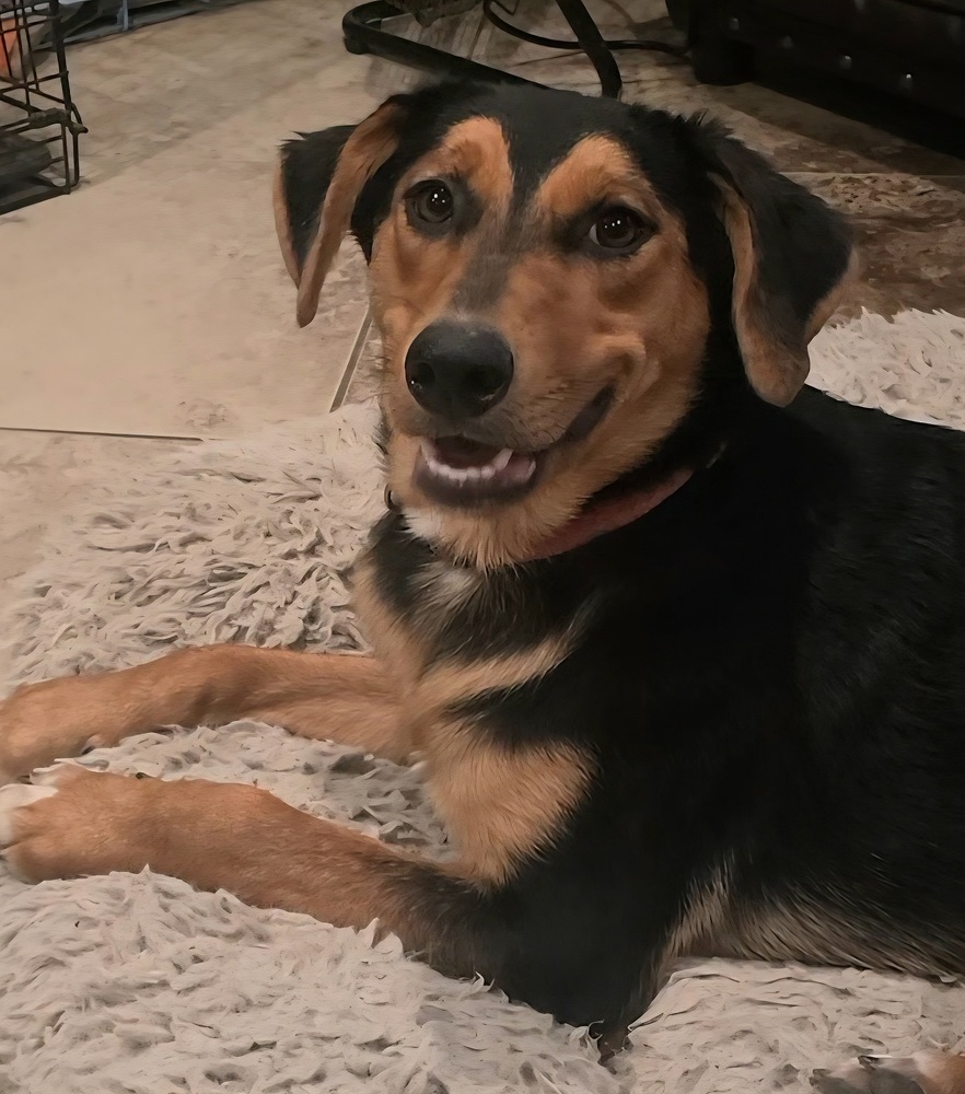 Gia, an adoptable Shepherd, Golden Retriever in Halifax, NS, B3J 3A5 | Photo Image 5