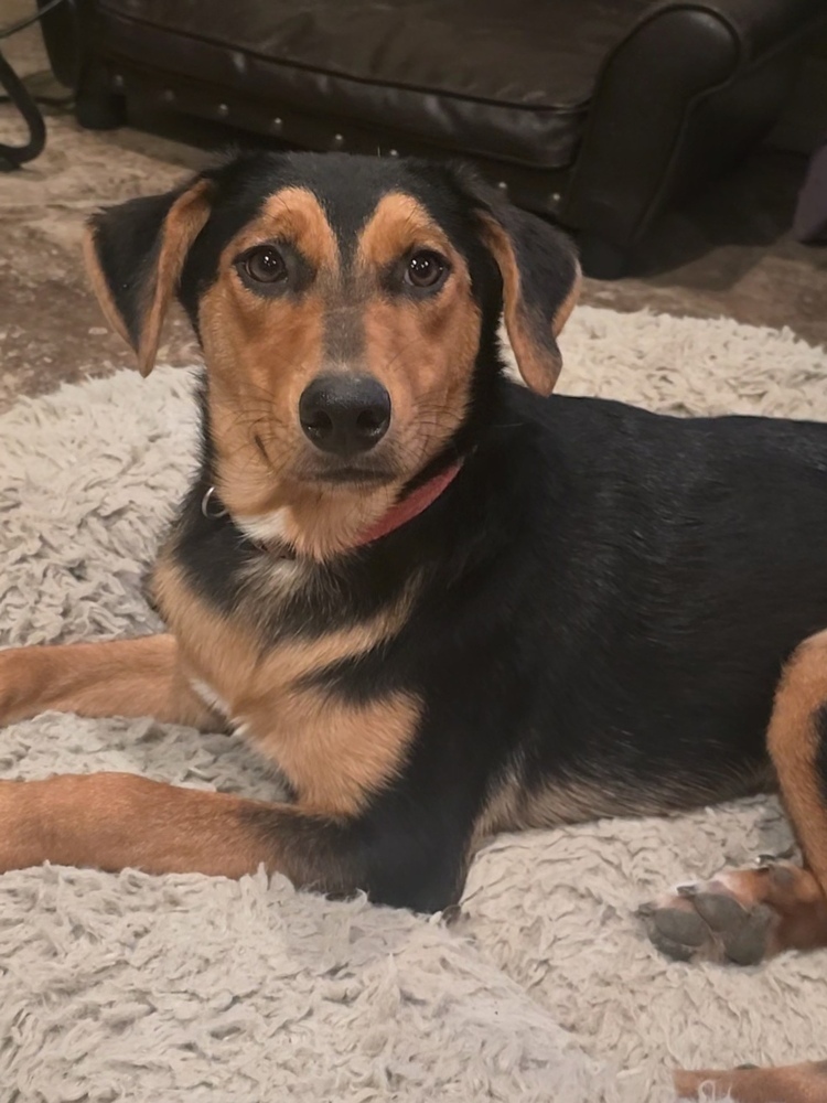 Gia, an adoptable Shepherd, Golden Retriever in Halifax, NS, B3J 3A5 | Photo Image 6