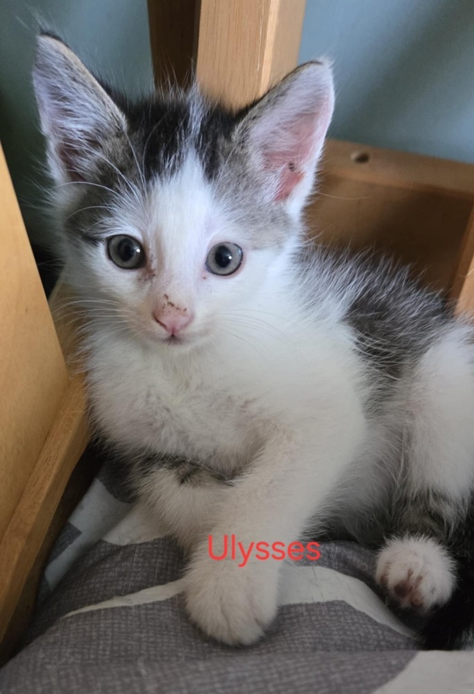 Ulysses