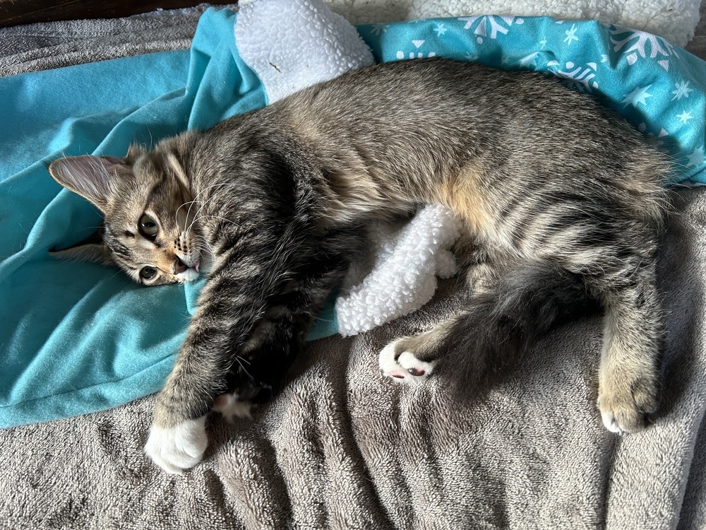 Zyprexa, an adoptable Domestic Medium Hair in Fort collins, CO, 80526 | Photo Image 3