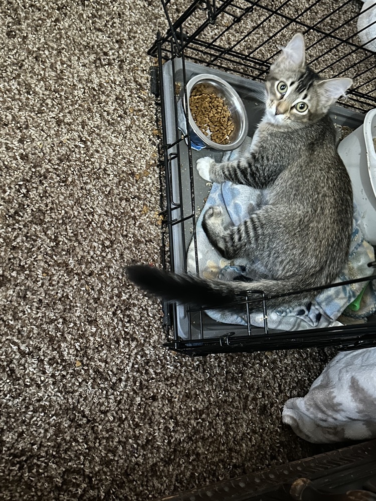 Zyprexa, an adoptable Domestic Medium Hair in Fort collins, CO, 80526 | Photo Image 4
