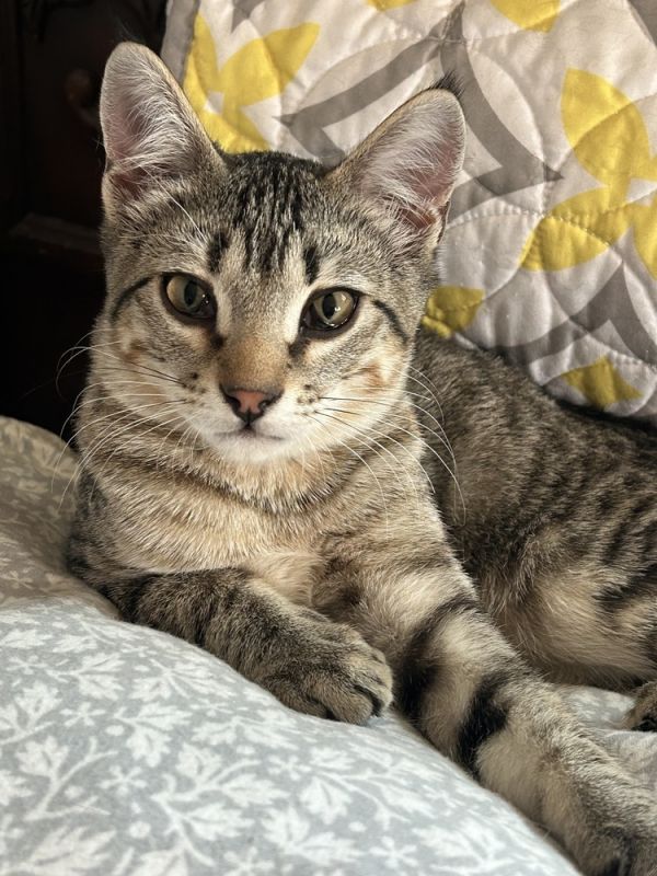Cornelius