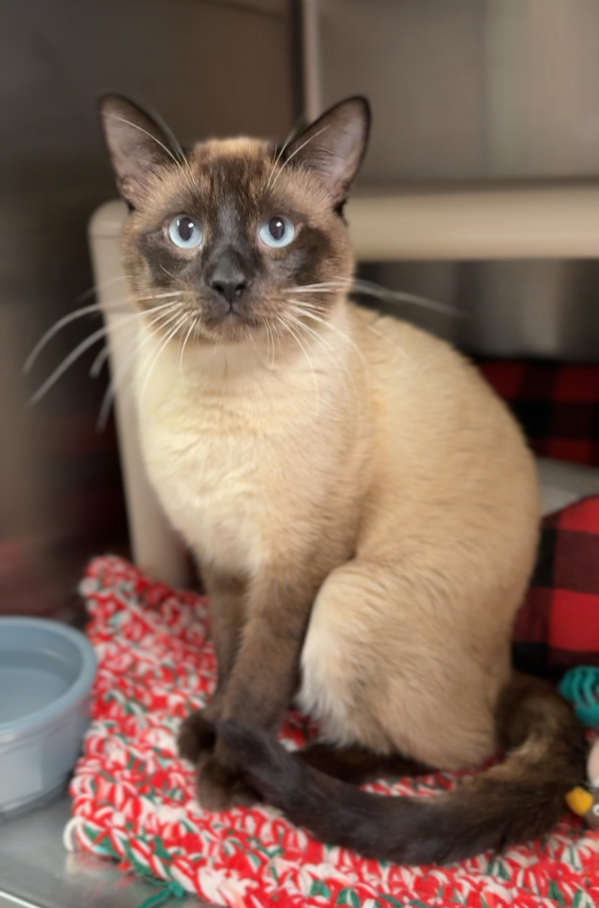 Theo, an adoptable Siamese in Bemidji, MN, 56601 | Photo Image 1