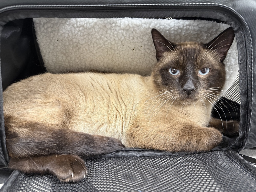Theo, an adoptable Siamese in Bemidji, MN, 56601 | Photo Image 2