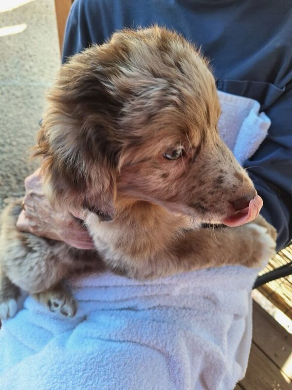 Denali (louis)