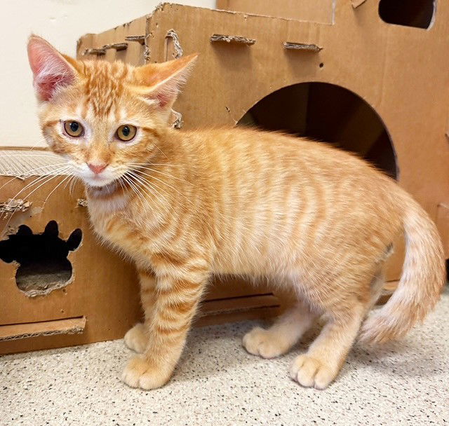 Kitten Winston