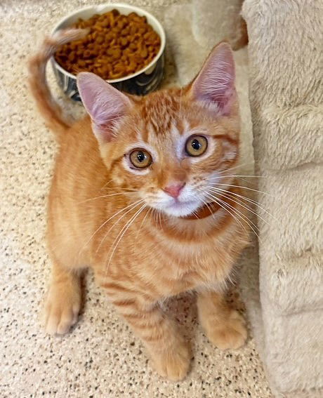 Kitten Winston