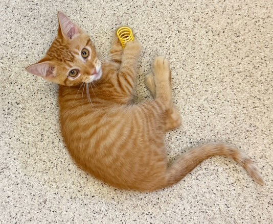 Kitten Winston