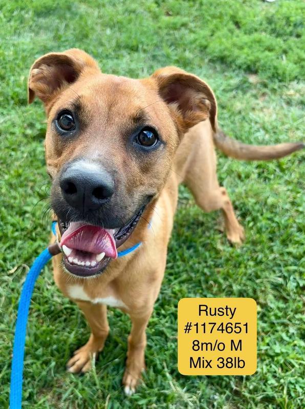 Rusty (Diglett)