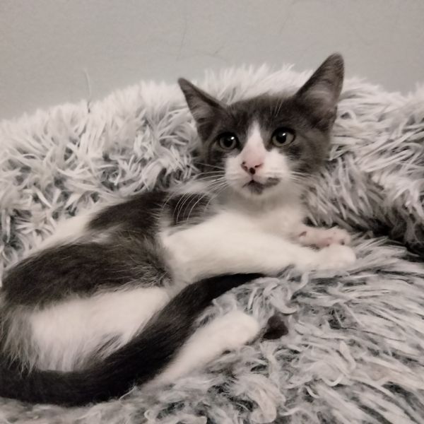 Bilbo