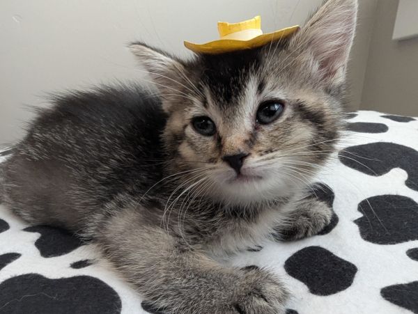 Giddy-up