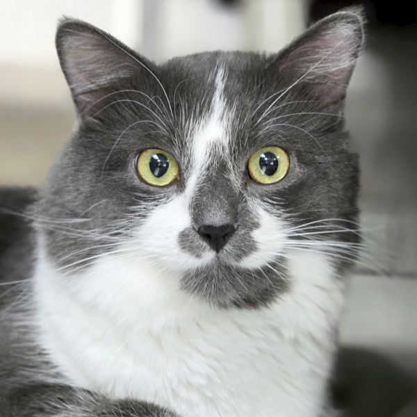 Harry - Reduced Fee!