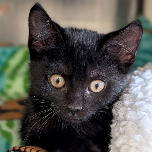 Jane - Reduced Fee!