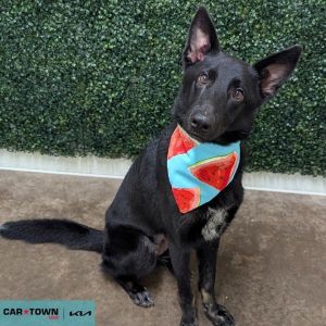Anubis